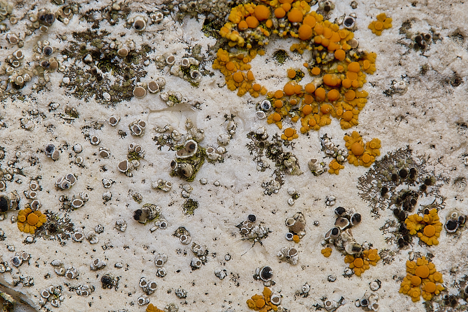 IngworthLichen6290125-1