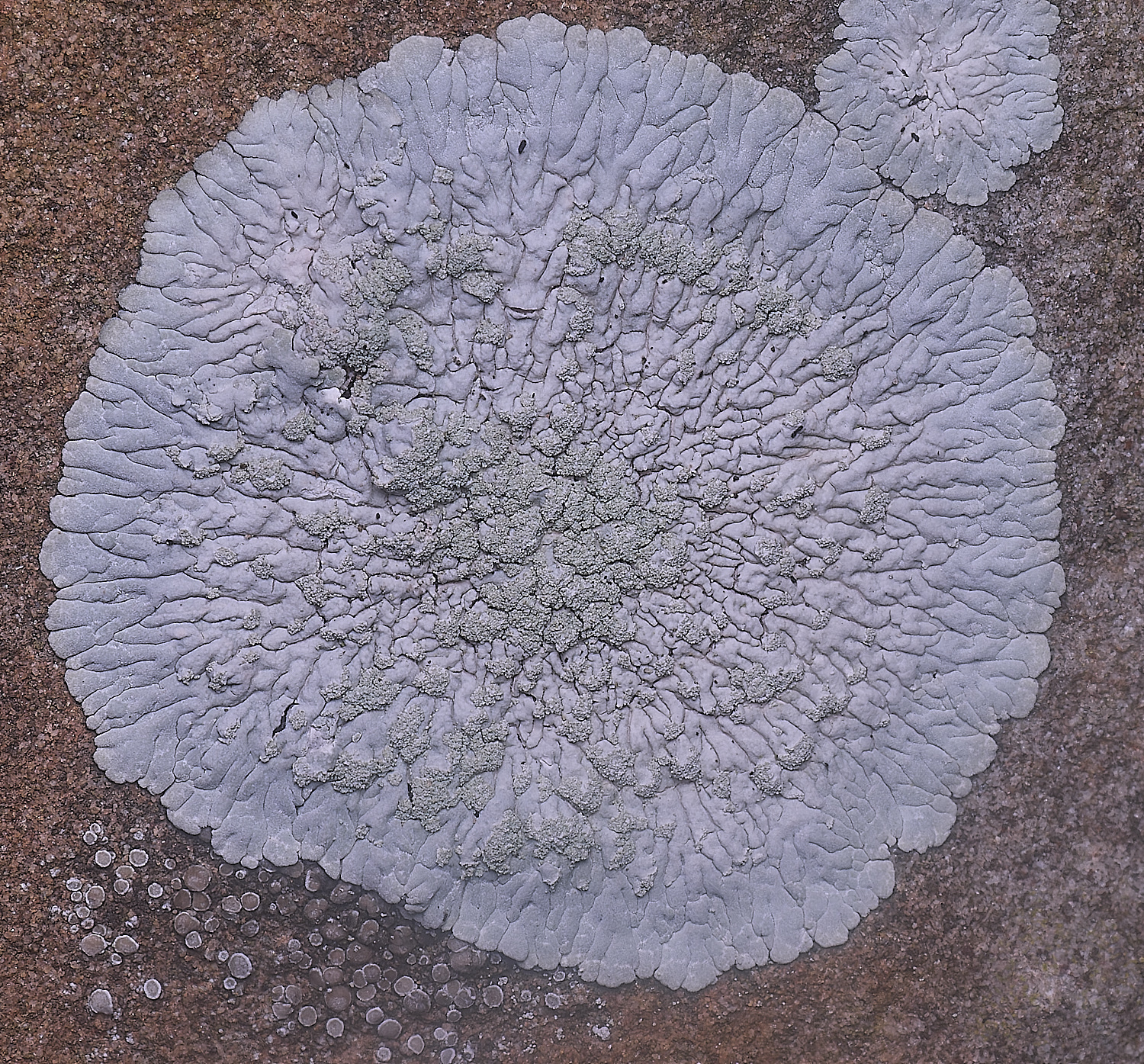 IngworthLichen7060225-1