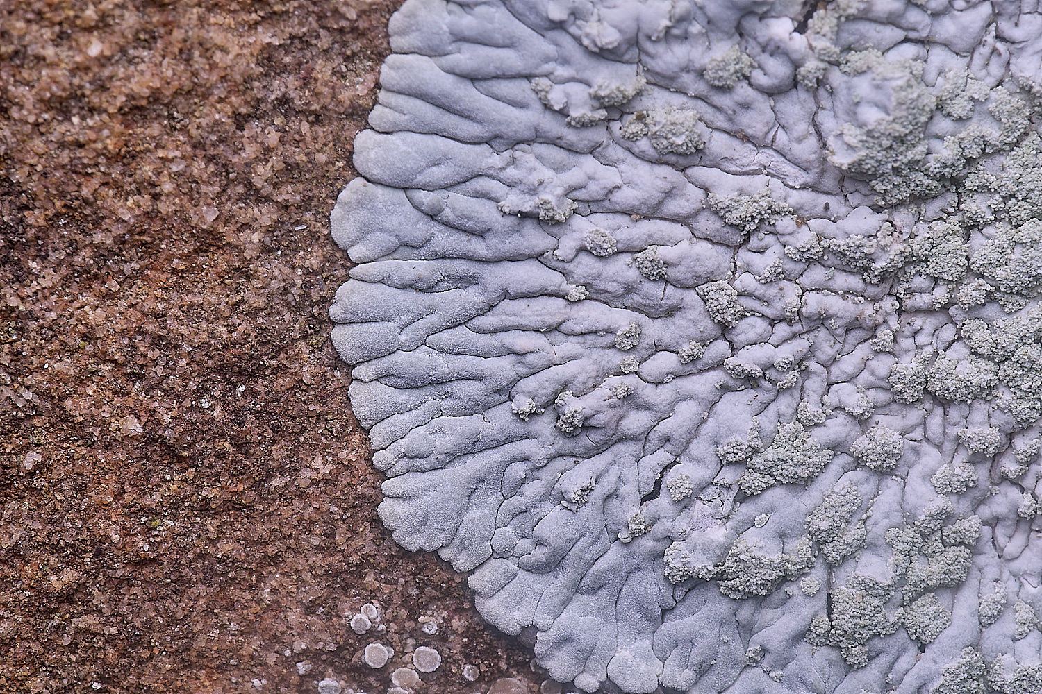 IngworthLichen7060225-2