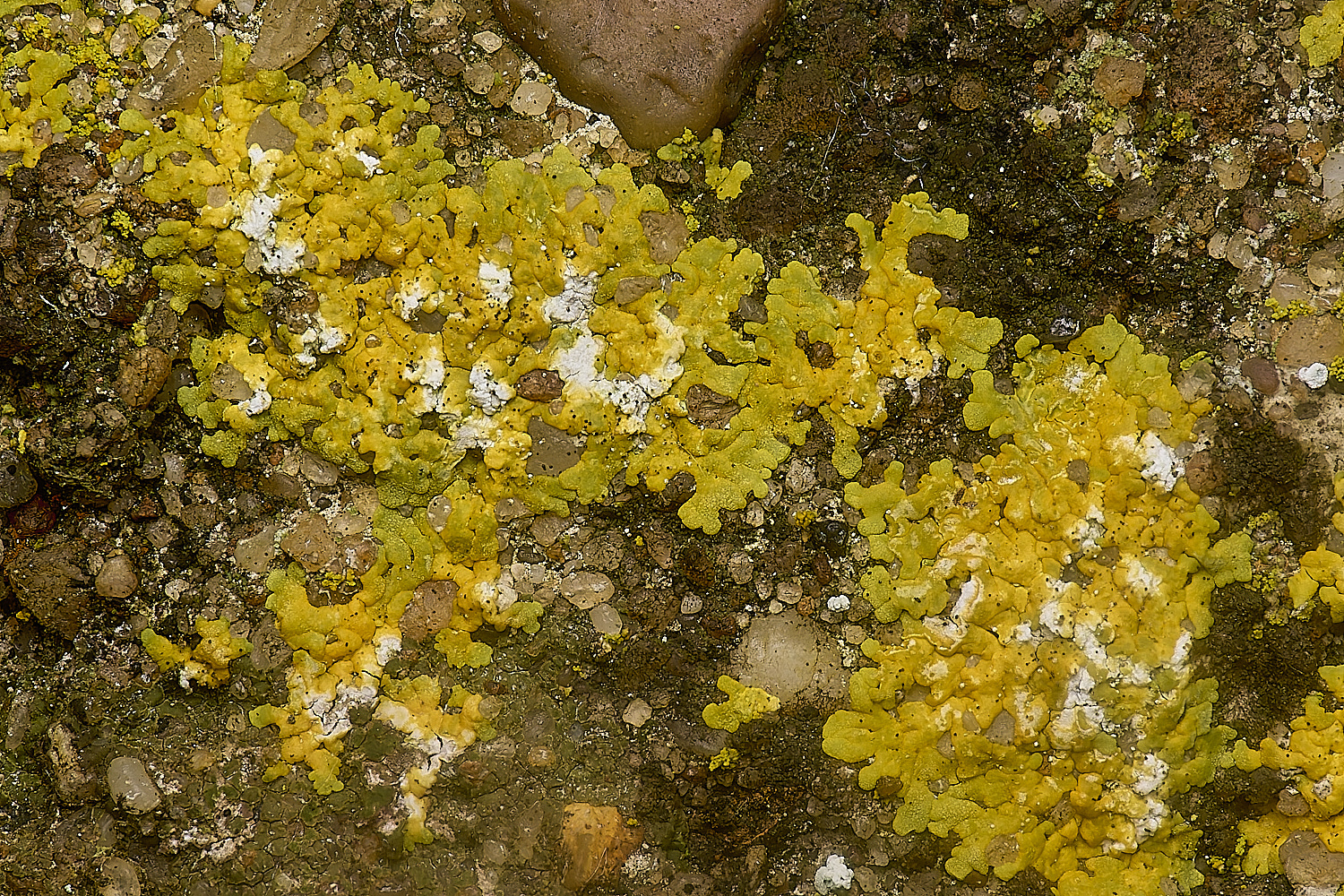 IngworthLichen7210125-1