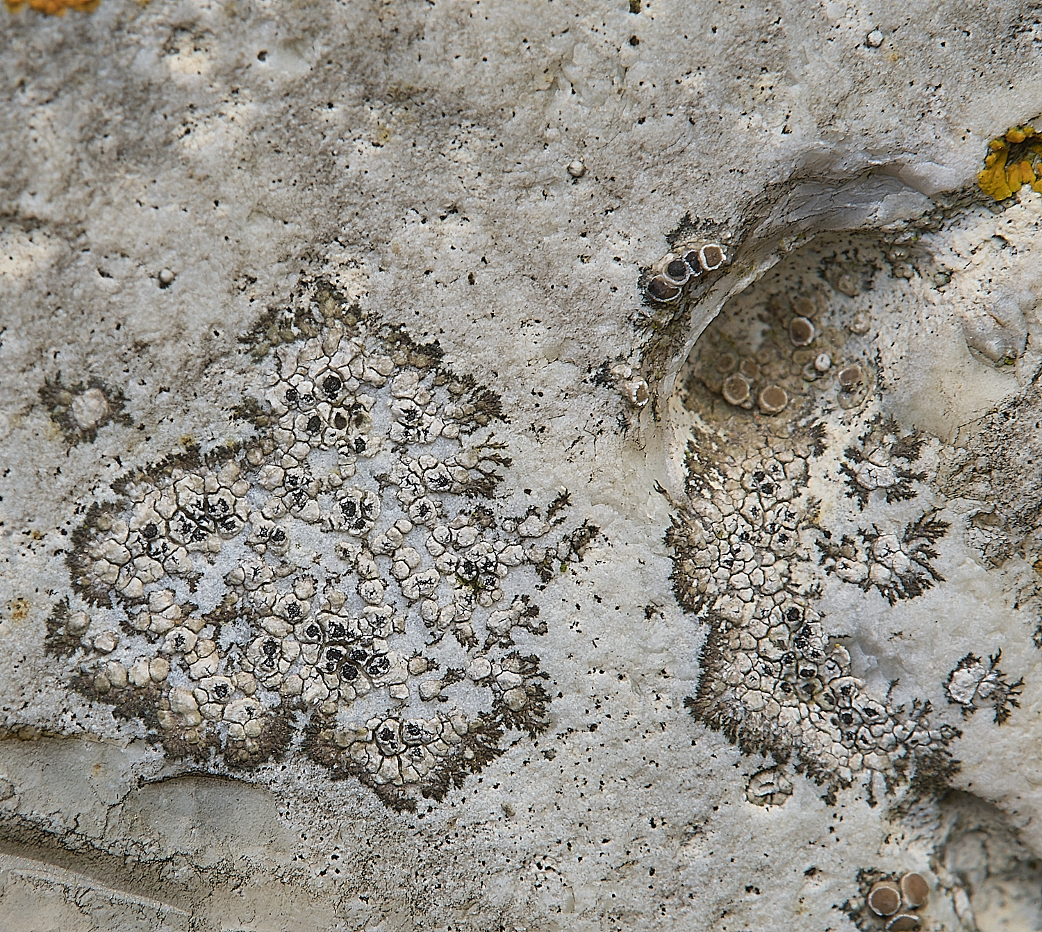 IngworthLichen7290125-1