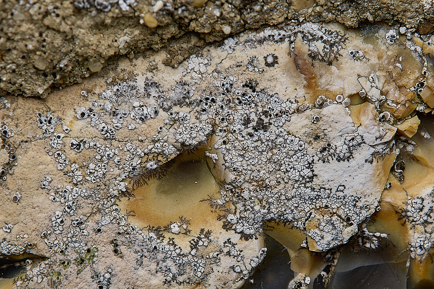 IngworthLichen7290125-2
