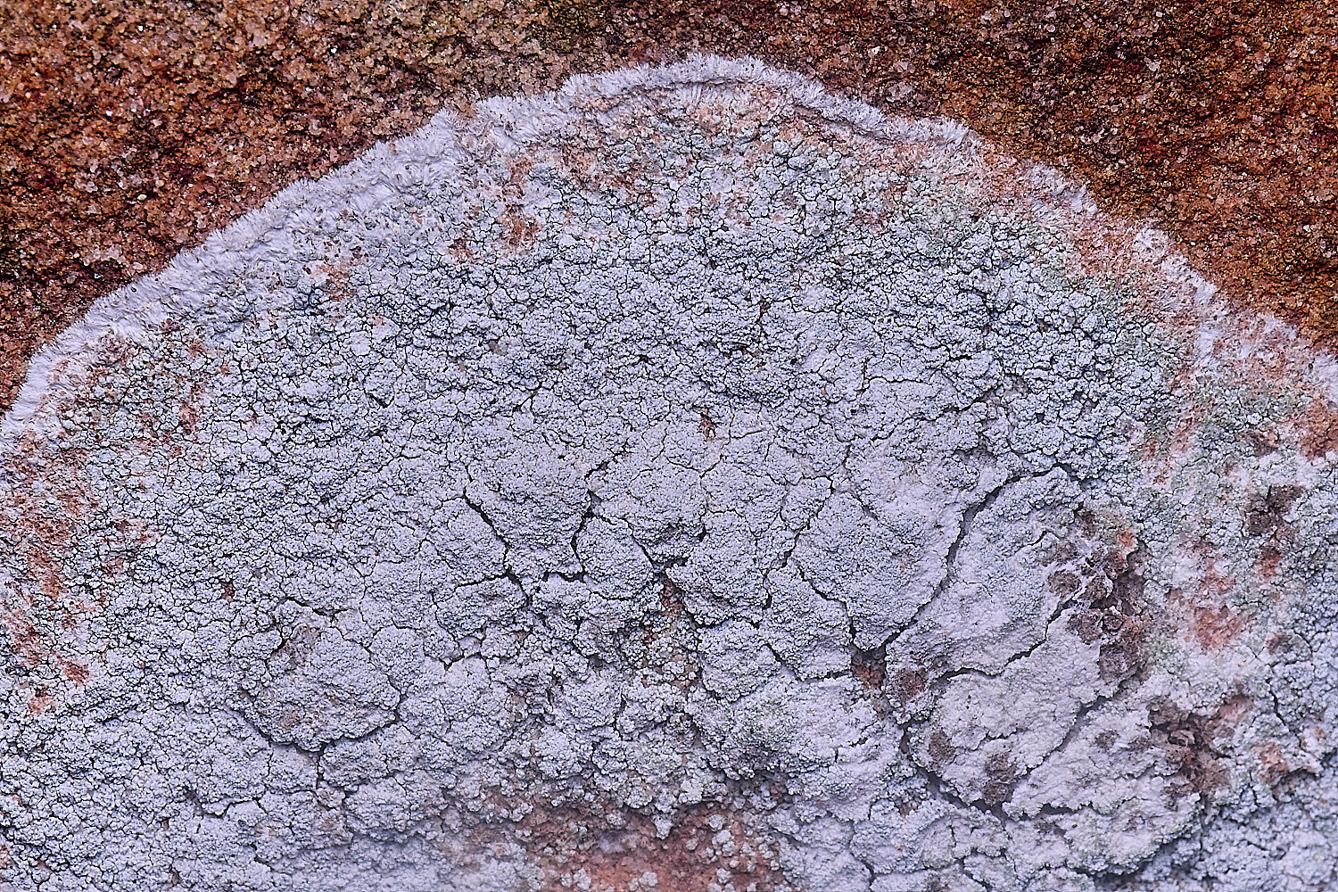 IngworthLichen8060225-1