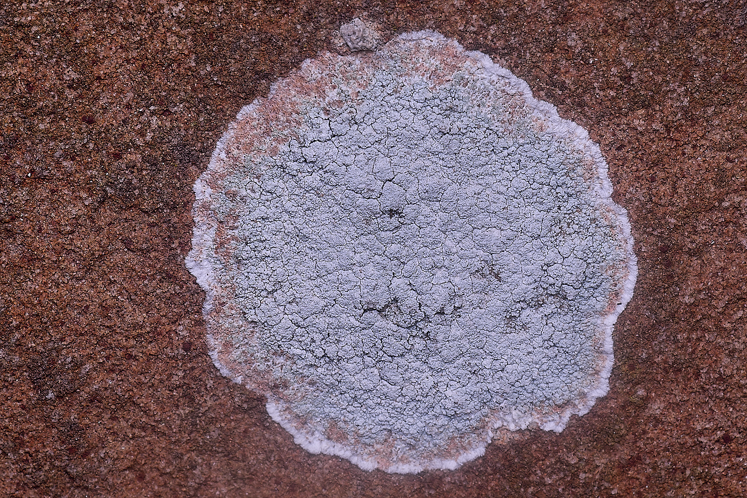 IngworthLichen8060225-2