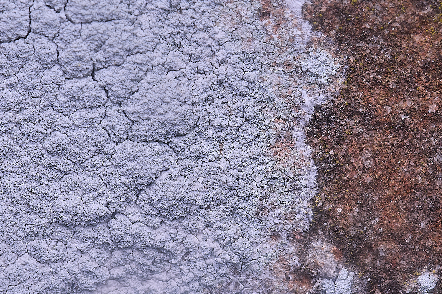 IngworthLichen8060225-3