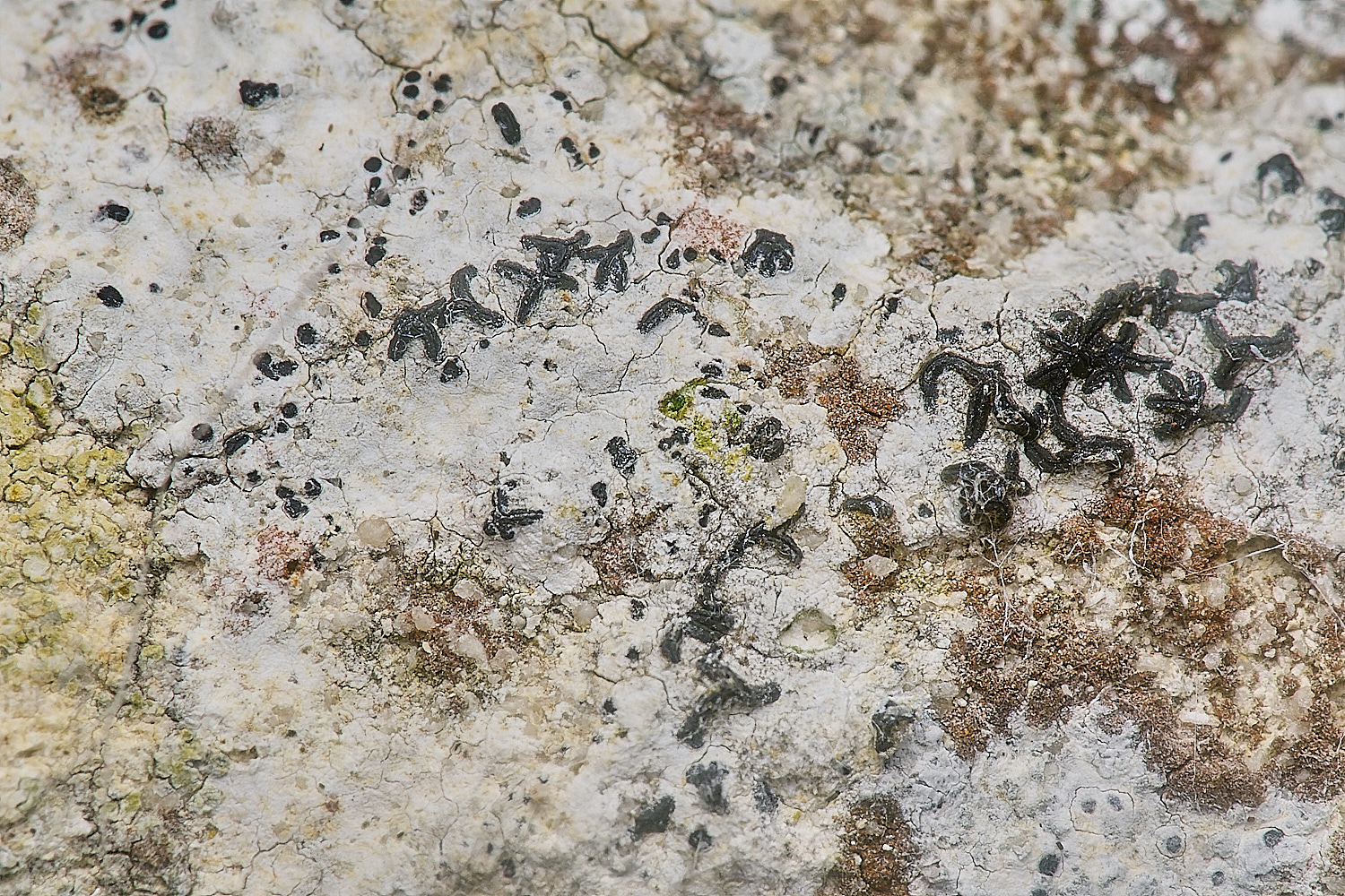 IngworthLichen8210125-1