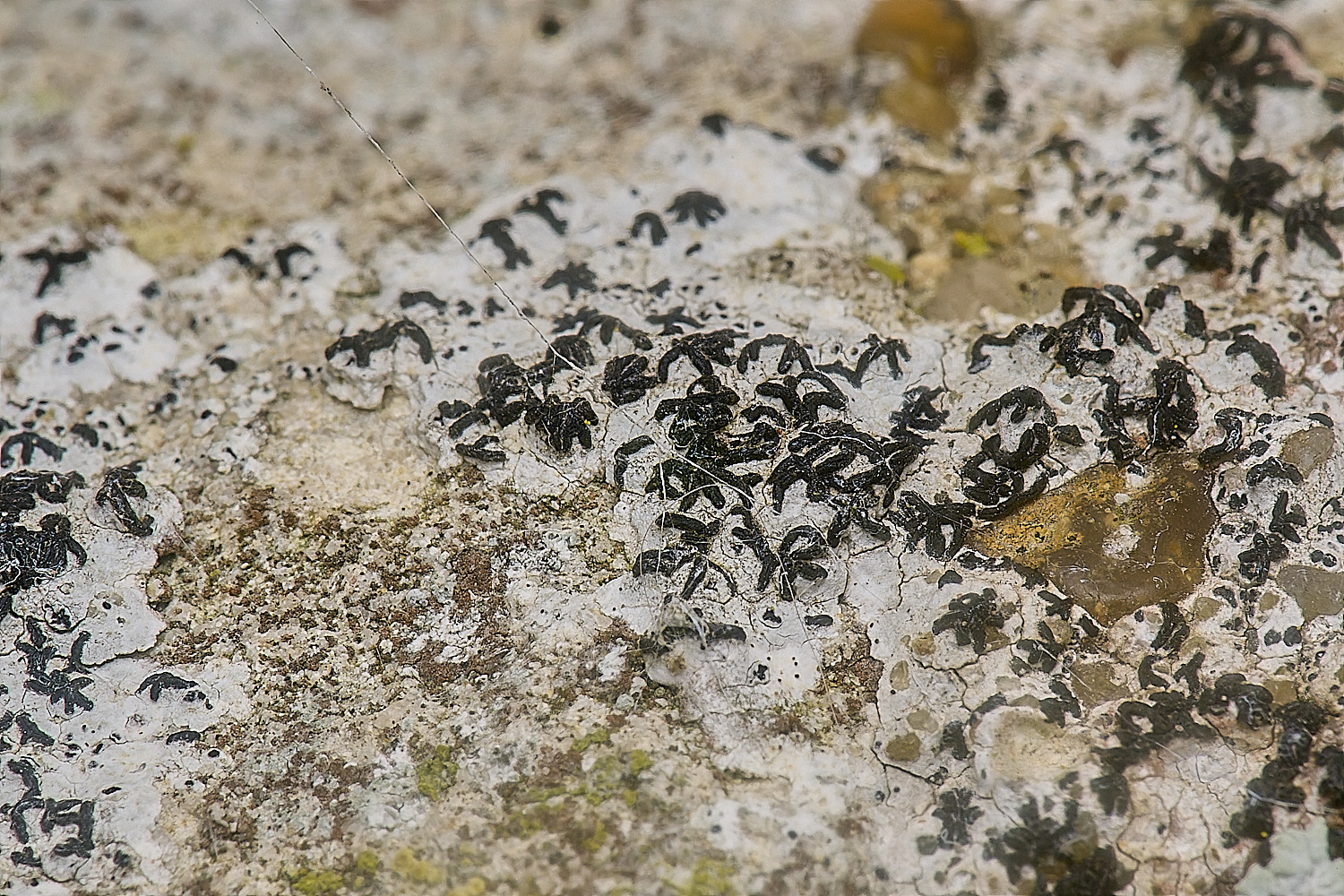 IngworthLichen8210125-2