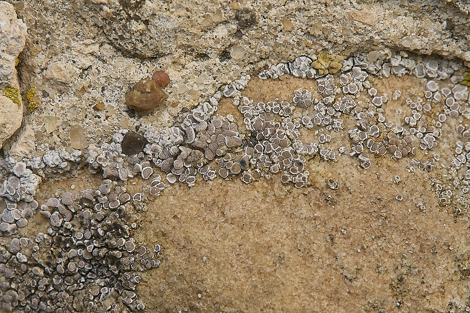 IngworthLichen8290125-1
