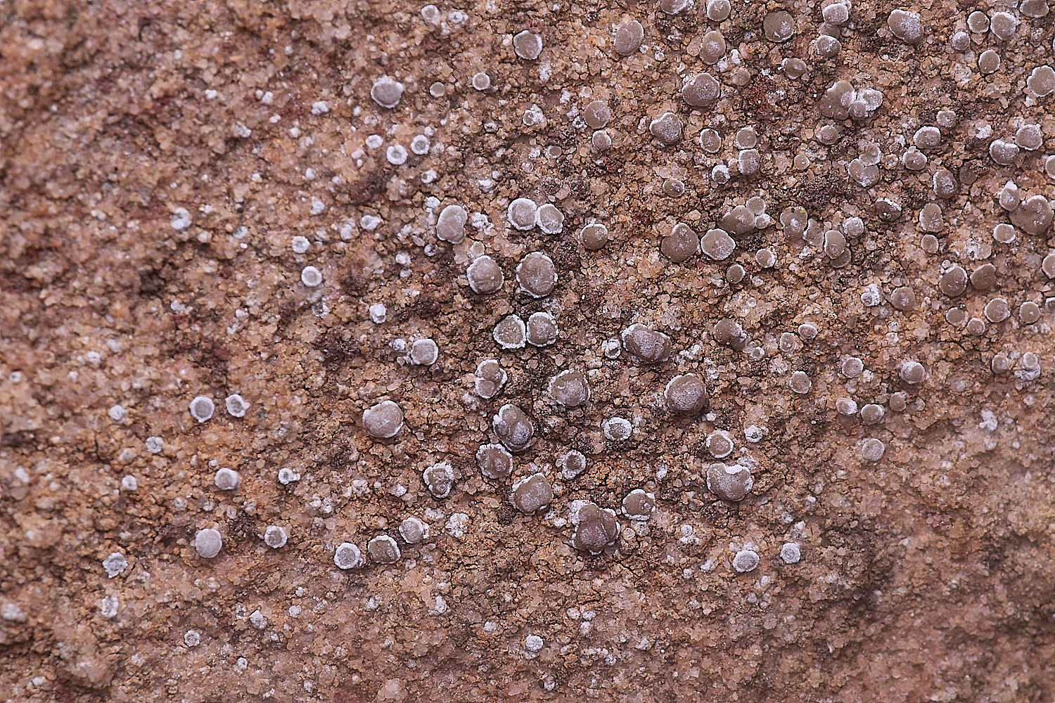 IngworthLichen9060225-1