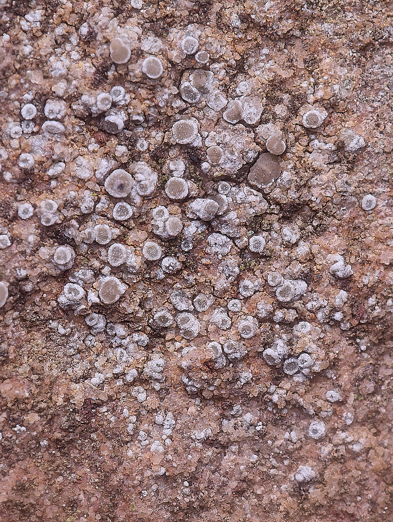 IngworthLichen9060225-2