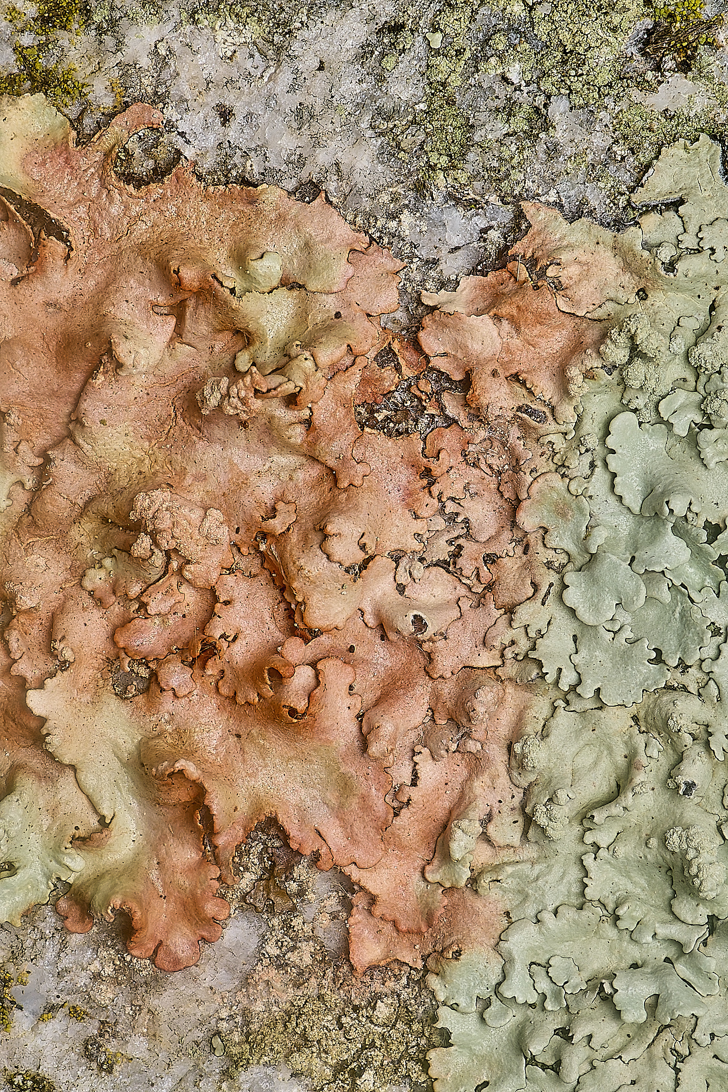 IngworthLichen9210125-1