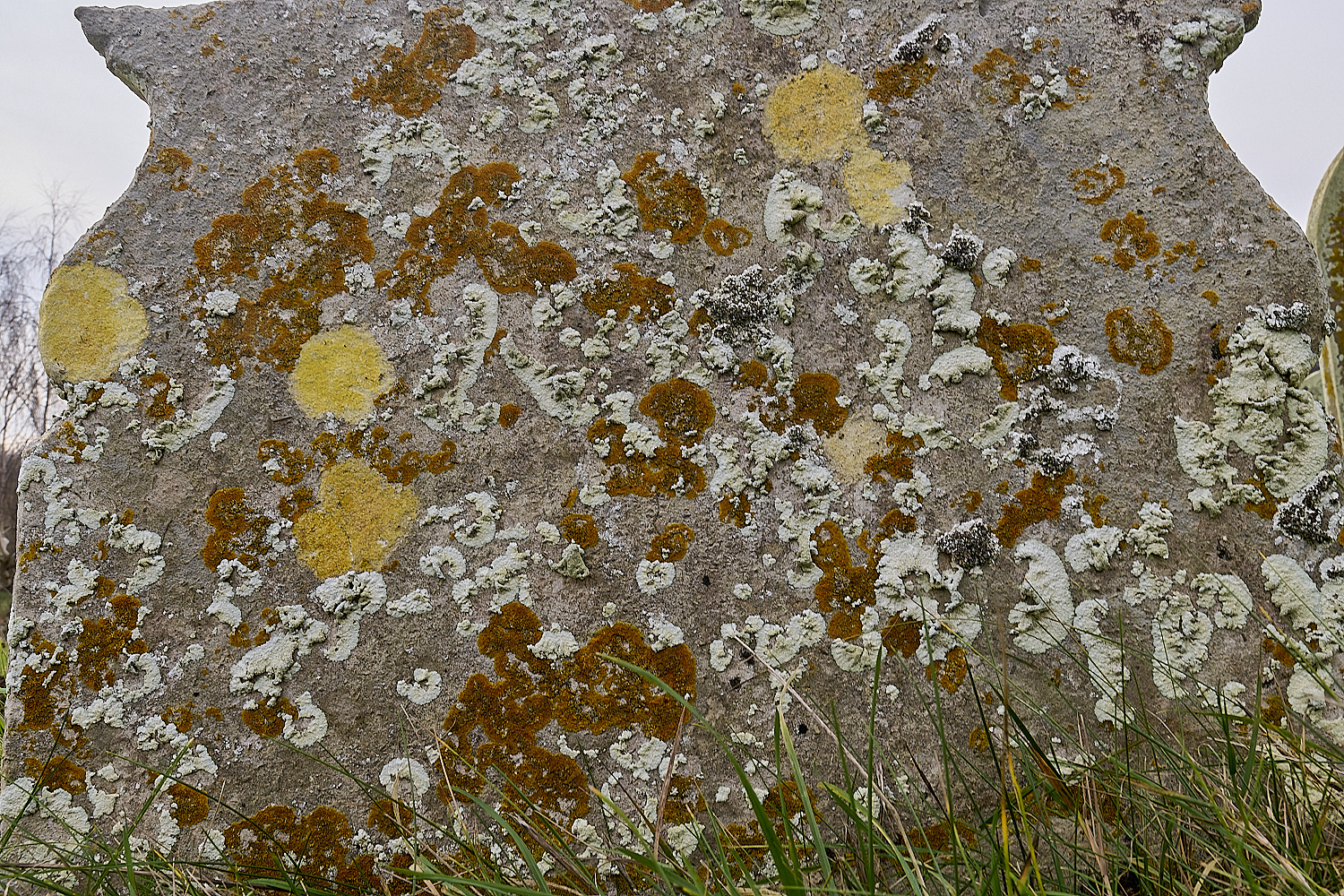 IngworthLichenGravestone210125-1