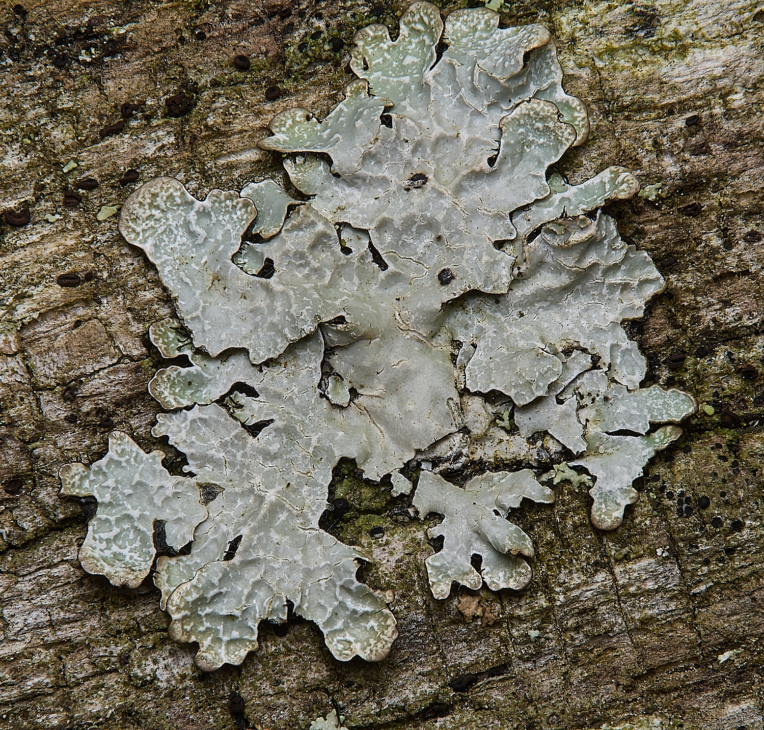 IngworthParmeliasulcata290125-1