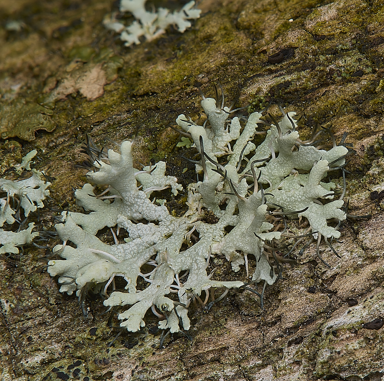 IngworthPhysciaadscendens290125-1