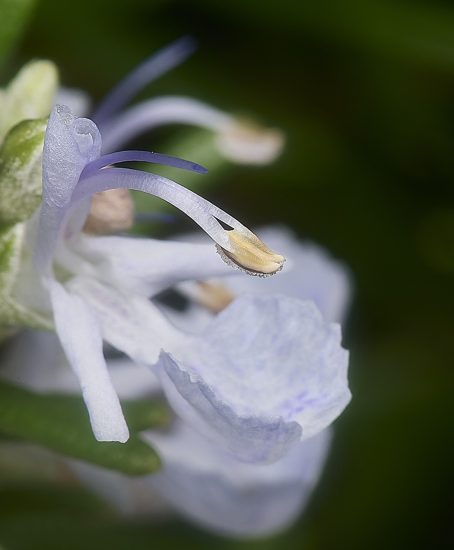 IngworthRosemary210125-1