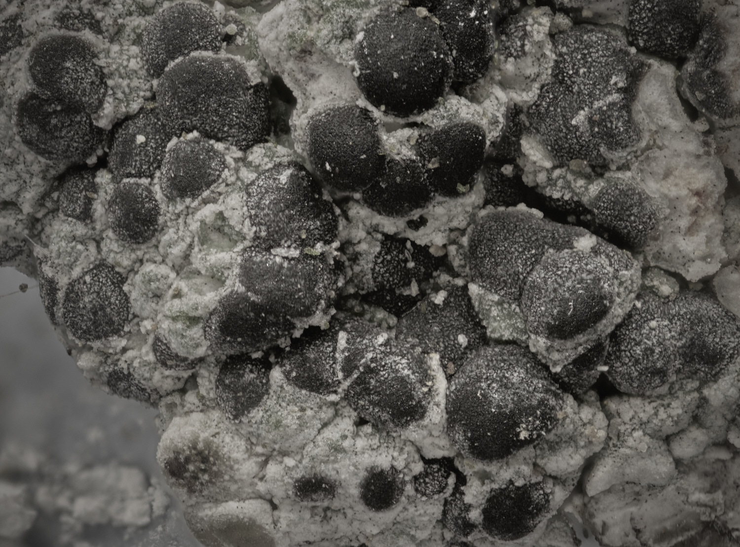 IngworthToninaSp210125-1 1