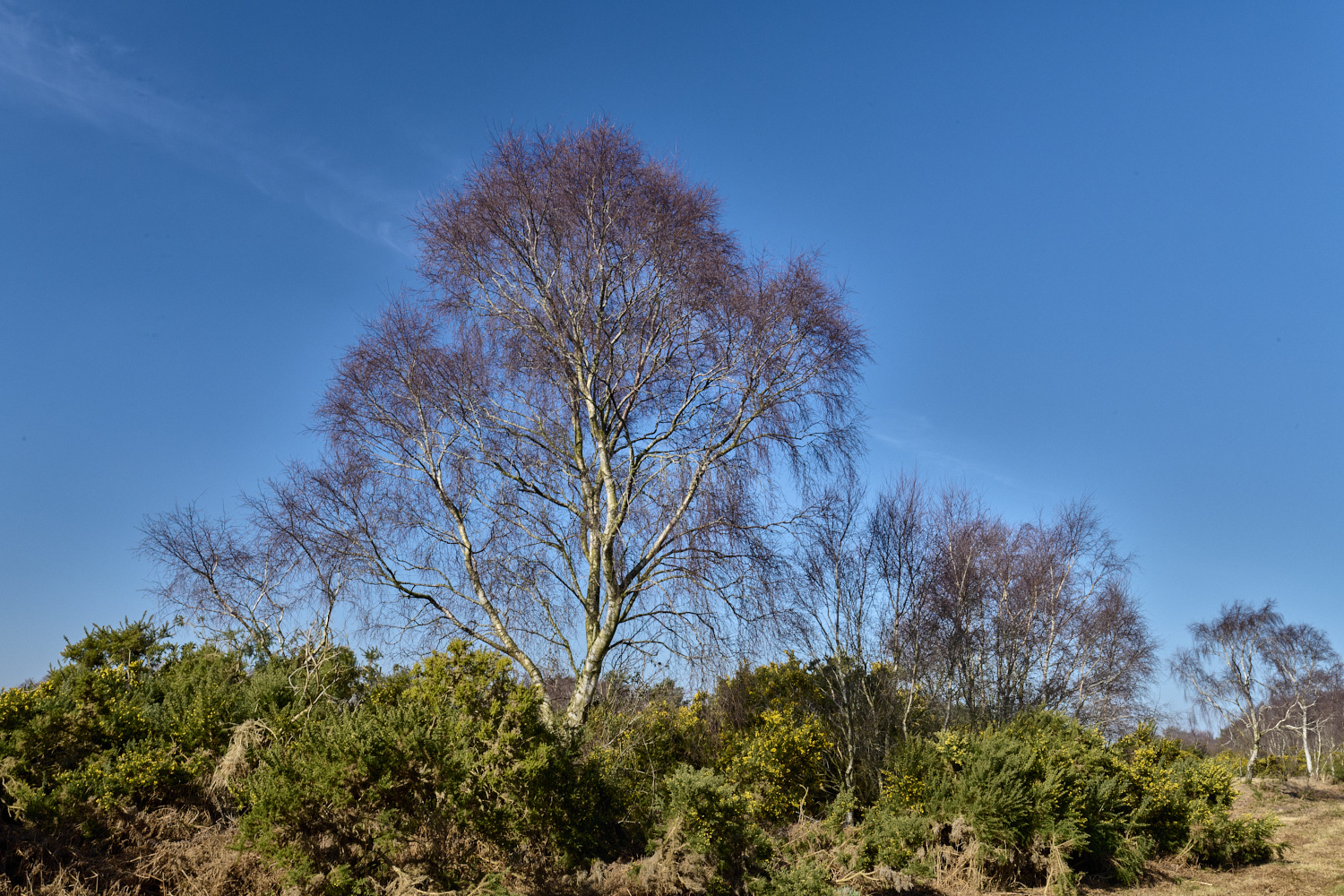 KellingHeath060325-1-NEF-