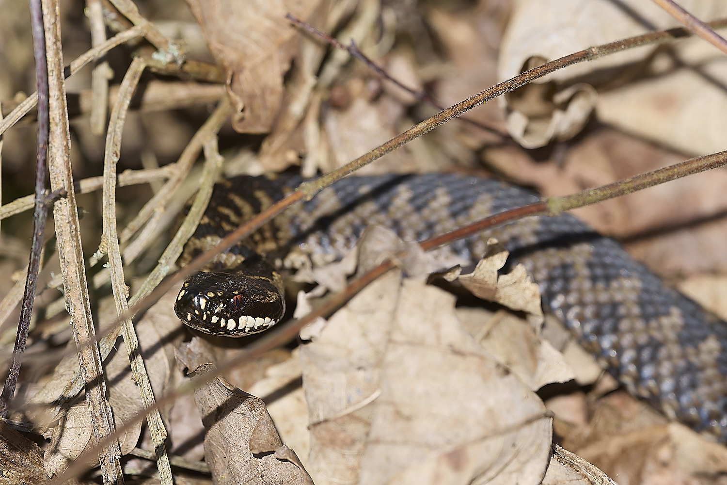 KellingHeathAdder060325--NEF-