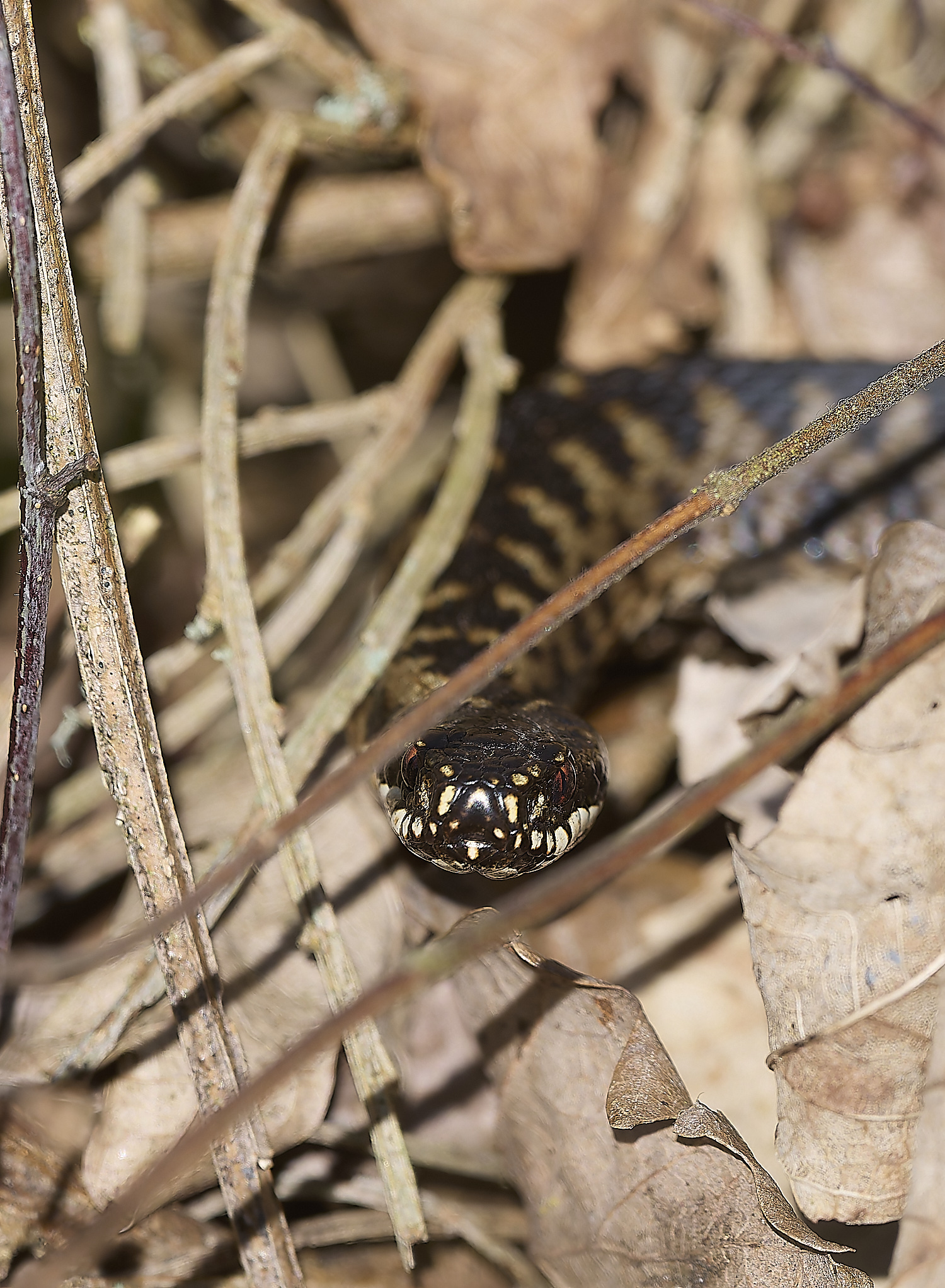 KellingHeathAdder060325-1-NEF-