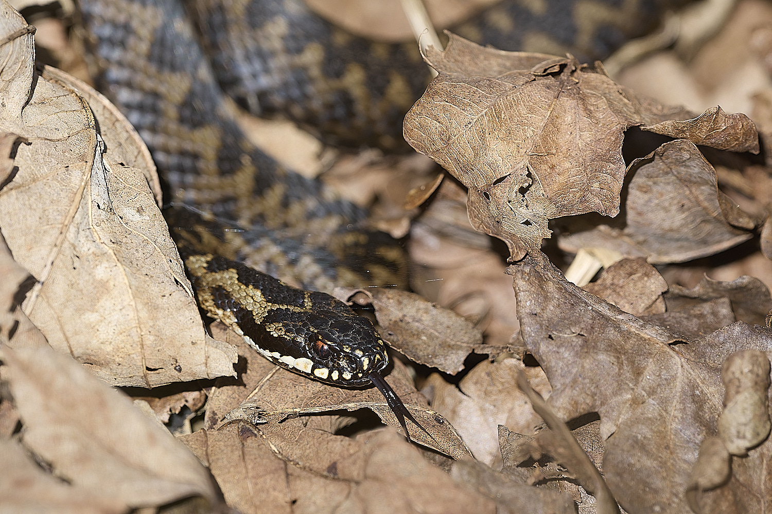 KellingHeathAdder060325-10-NEF-