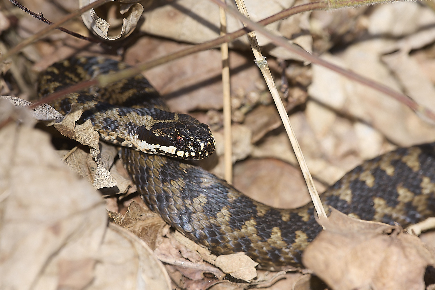 KellingHeathAdder060325-3-NEF-