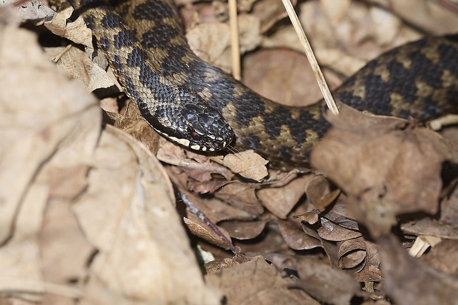 KellingHeathAdder060325-4-NEF-