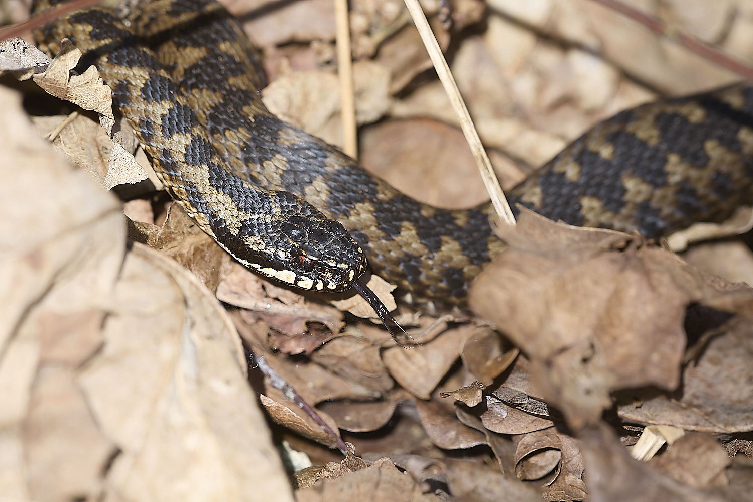 KellingHeathAdder060325-5-NEF-