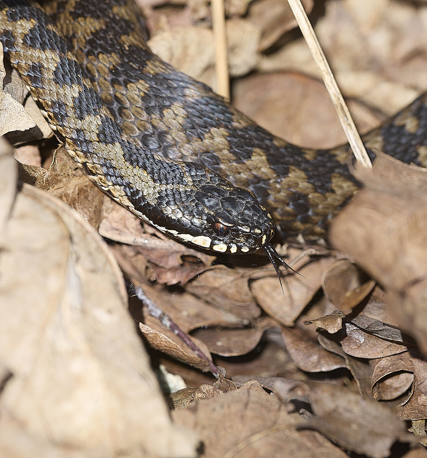 KellingHeathAdder060325-6-NEF-