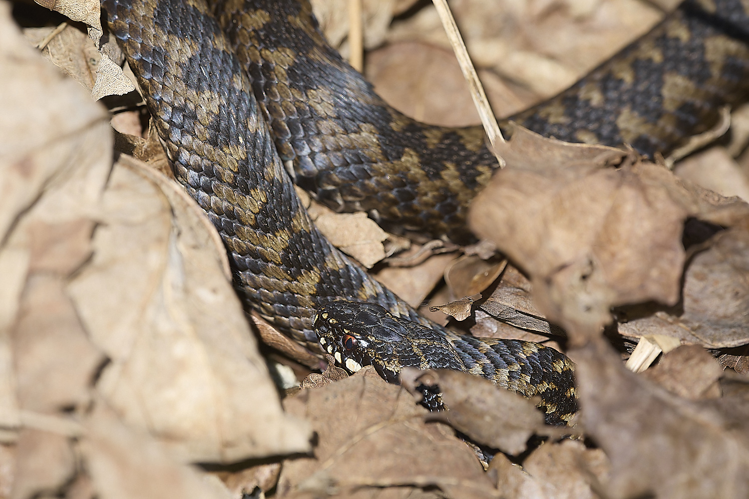 KellingHeathAdder060325-7-NEF-