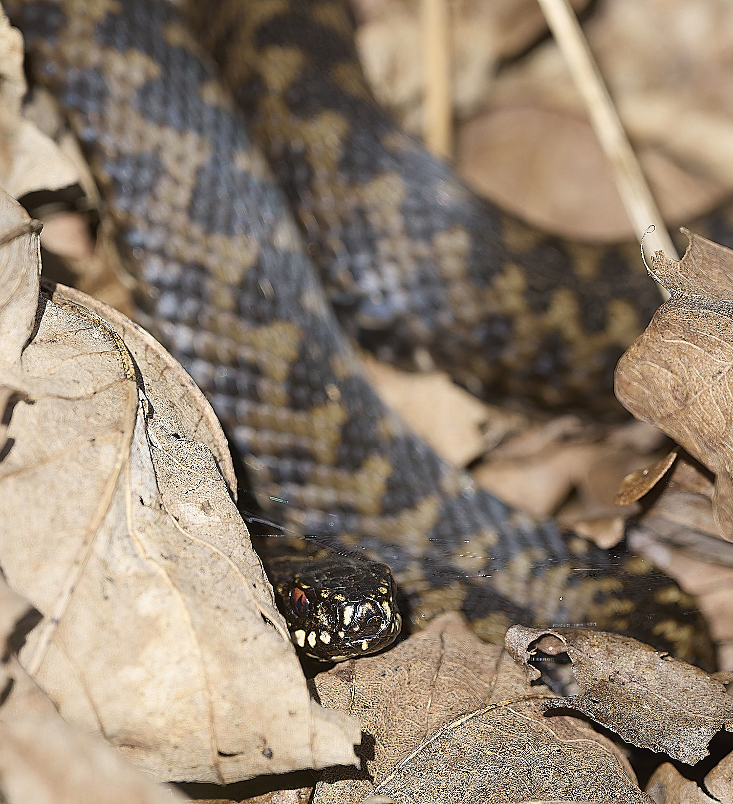 KellingHeathAdder060325-8-NEF-