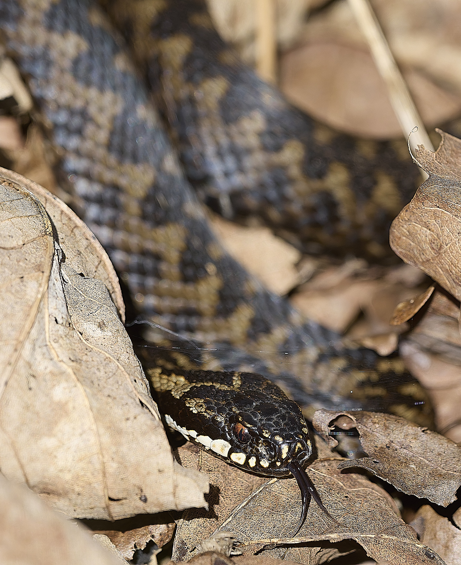 KellingHeathAdder060325-9-NEF-