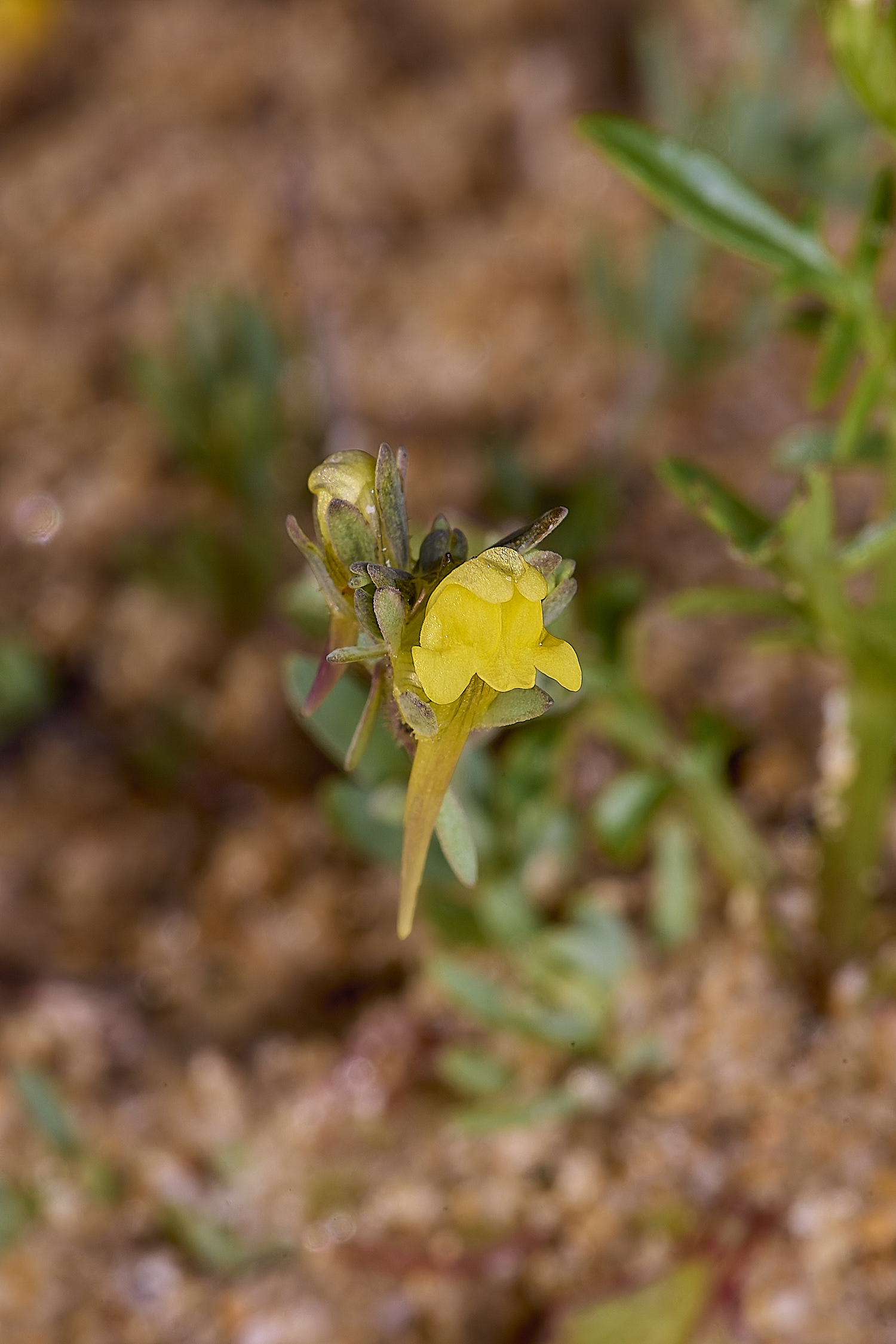 LagosDosSalgadosFlower1230325-1