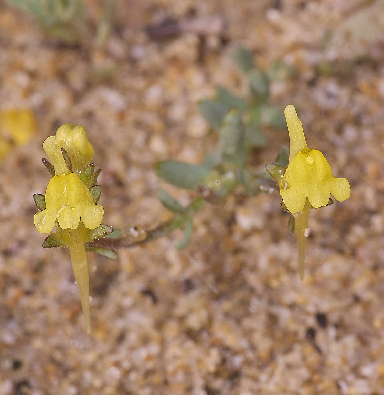 LagosDosSalgadosFlower1230325-2