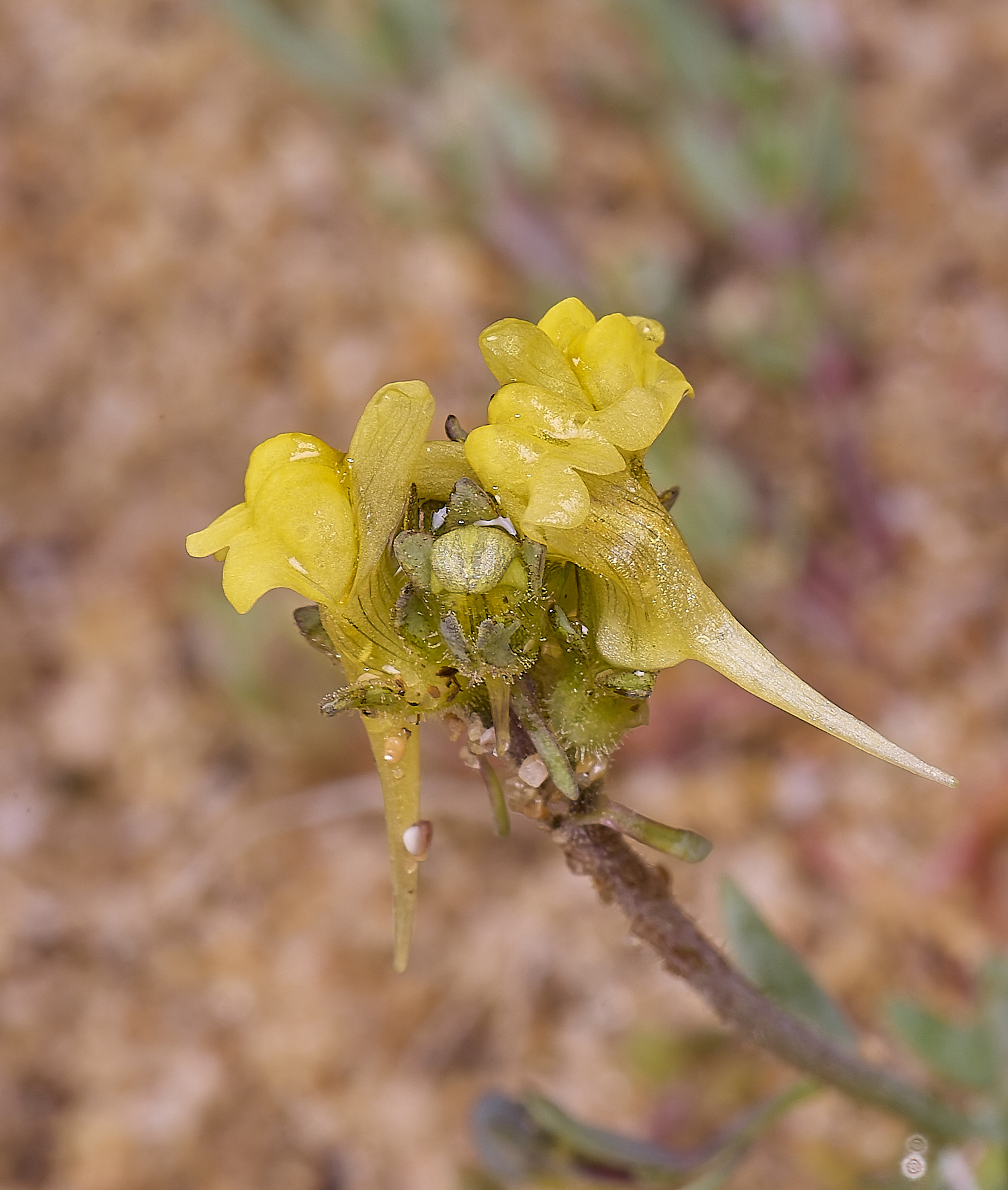 LagosDosSalgadosFlower1230325-6