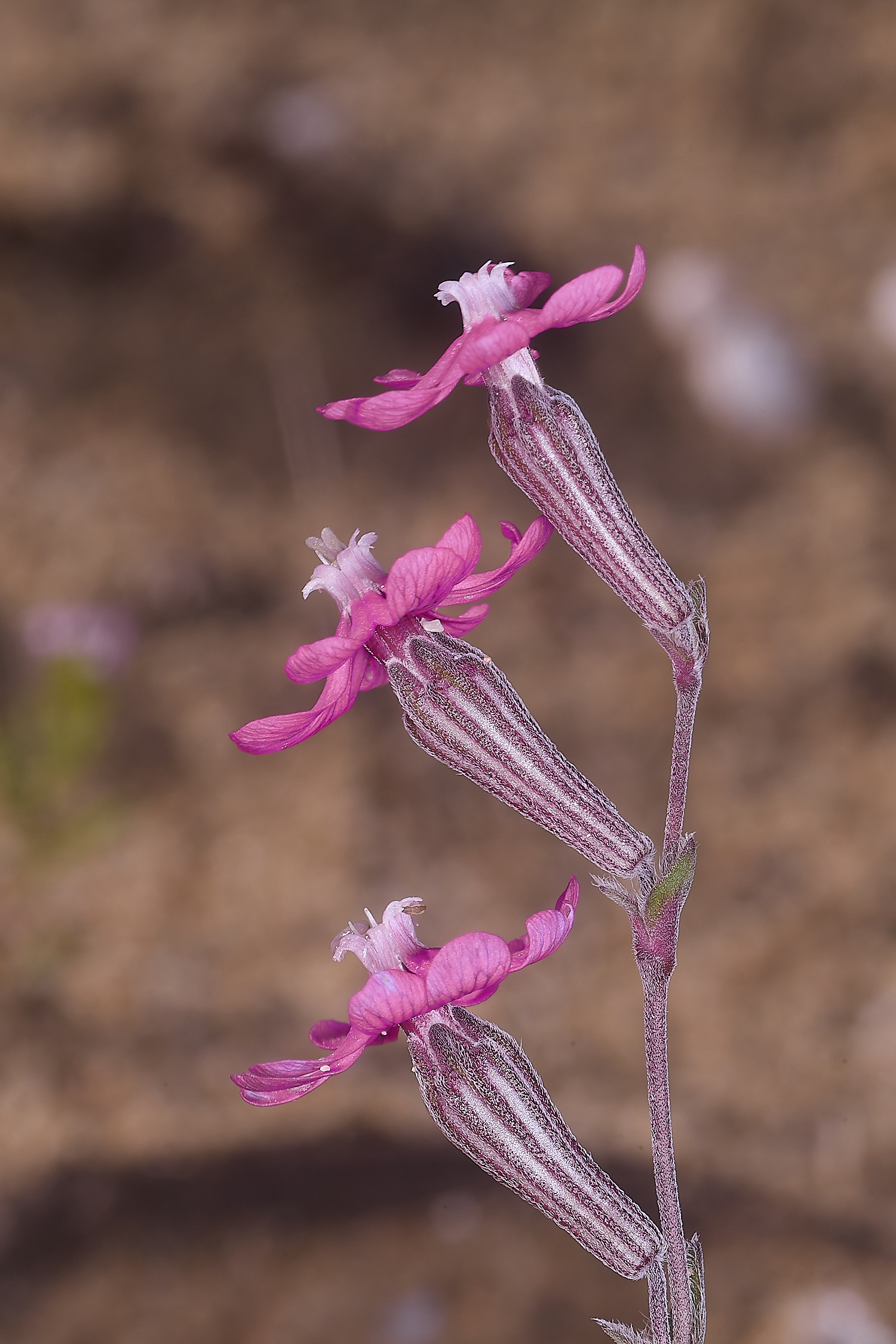 LagosDosSalgadosFlower2230325-1