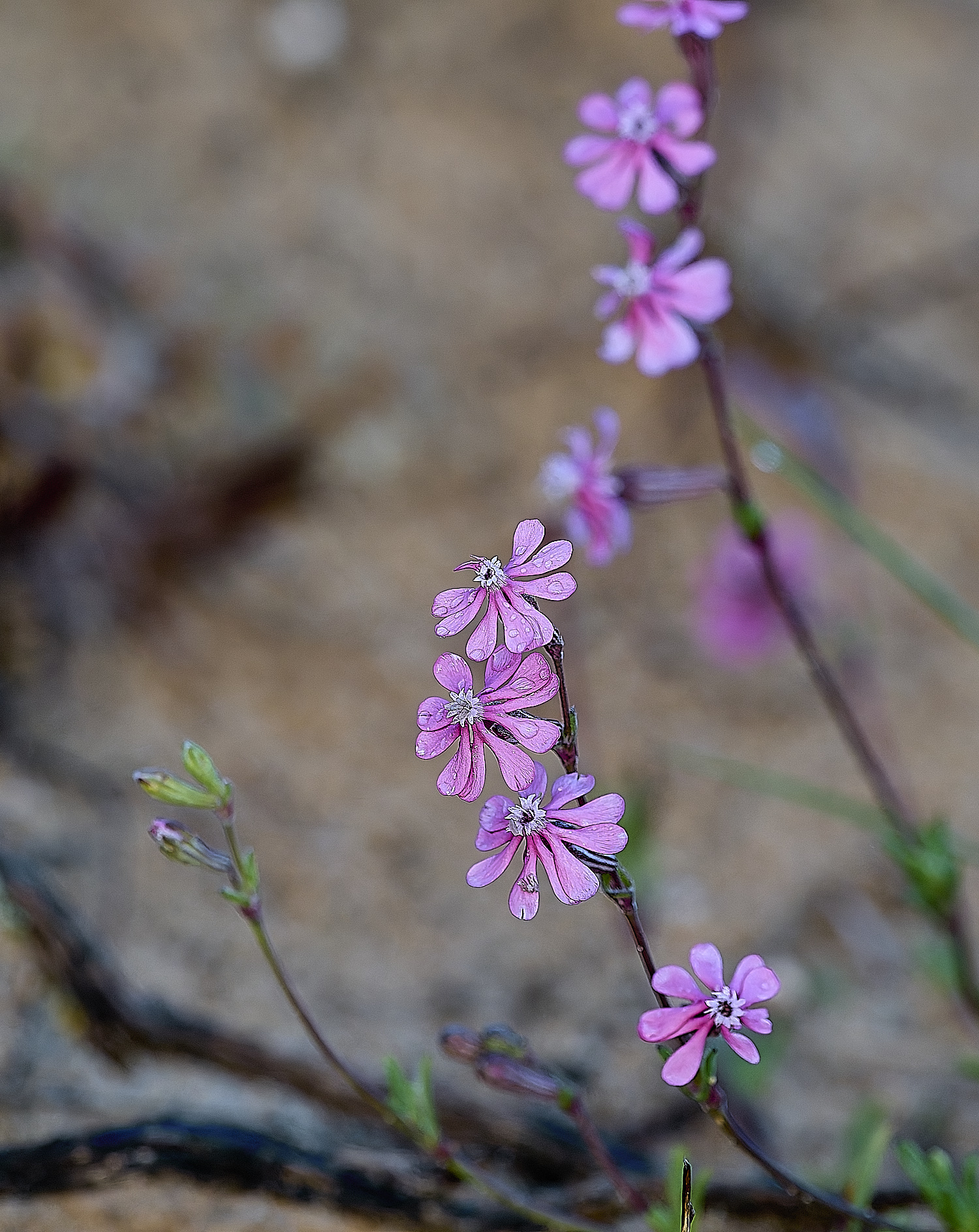 LagosDosSalgadosFlower2230325-2