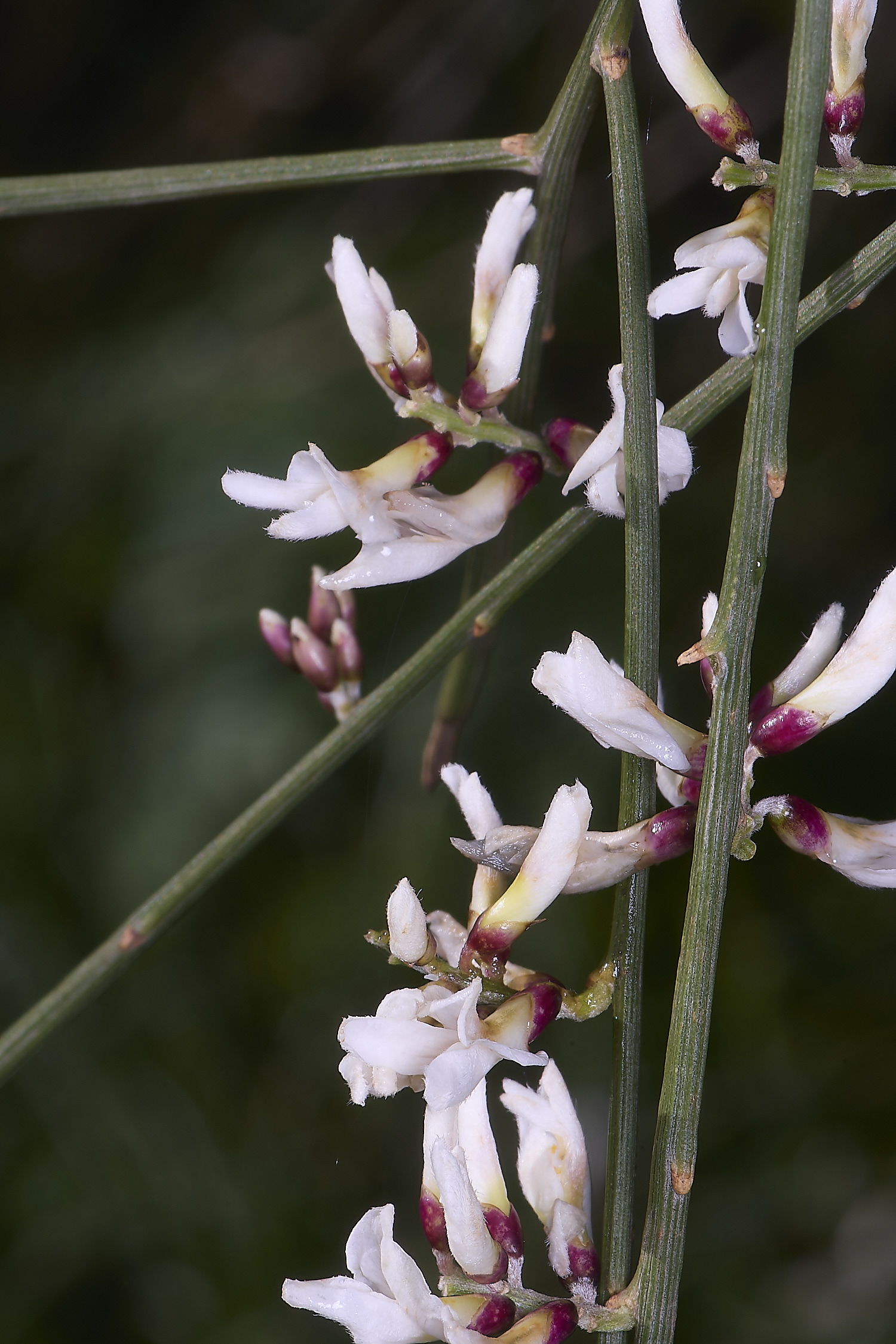 LagosDosSalgadosFlower3230325-2