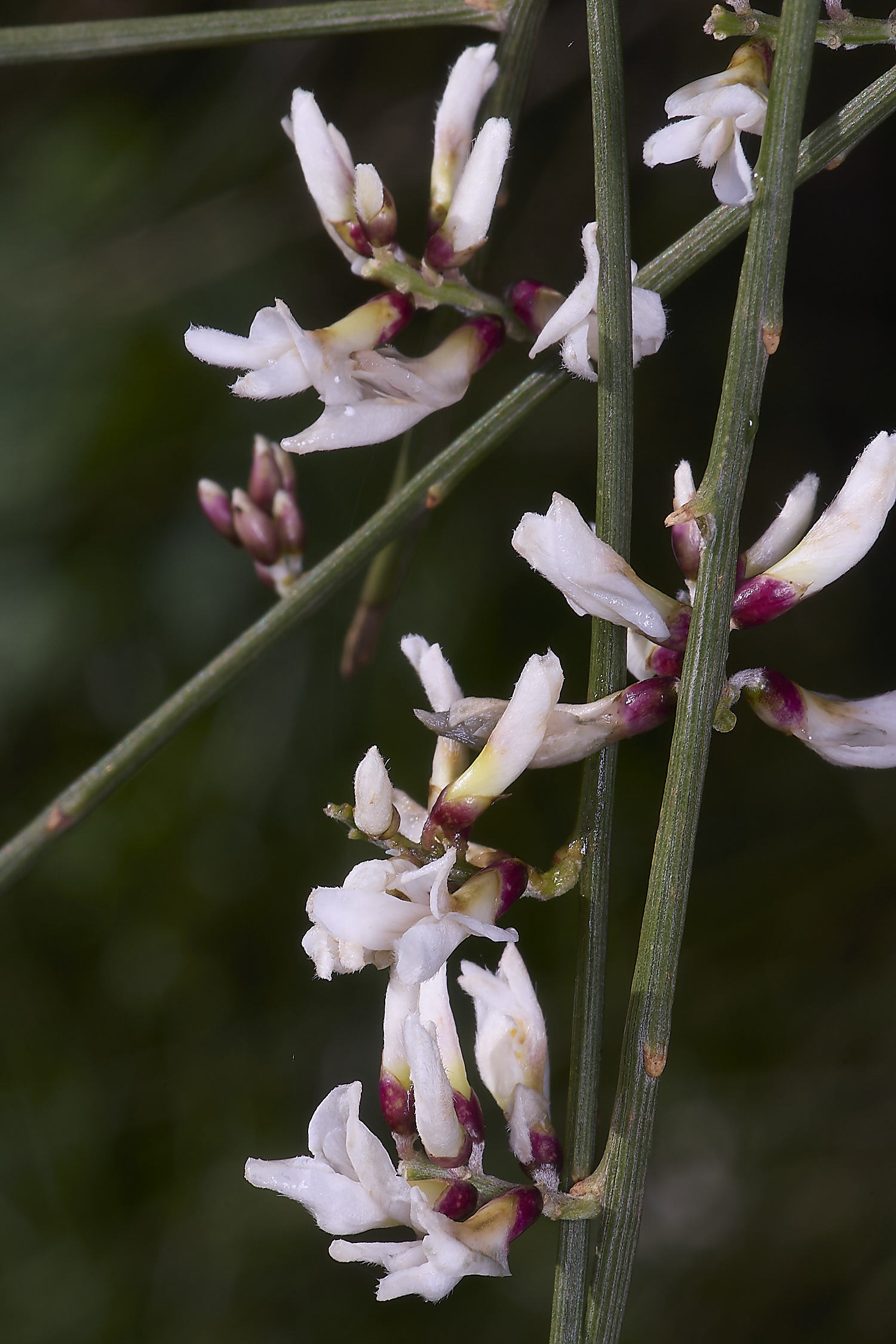 LagosDosSalgadosFlower3230325-3