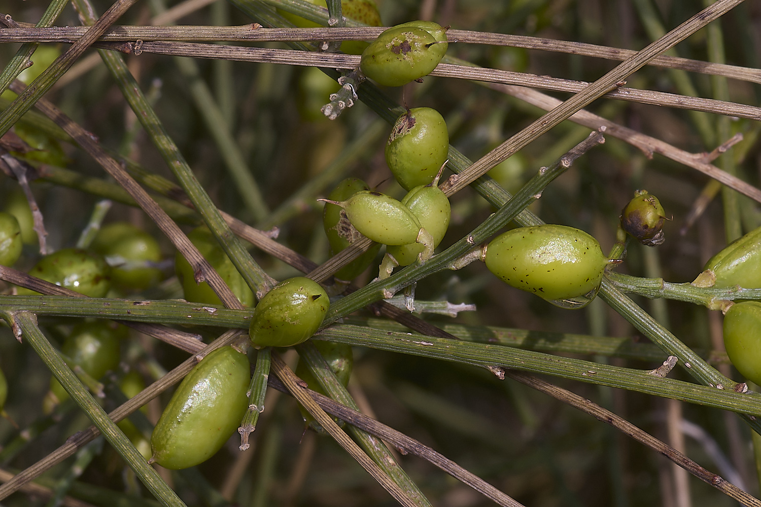 LagosDosSalgadosFlower3230325-4