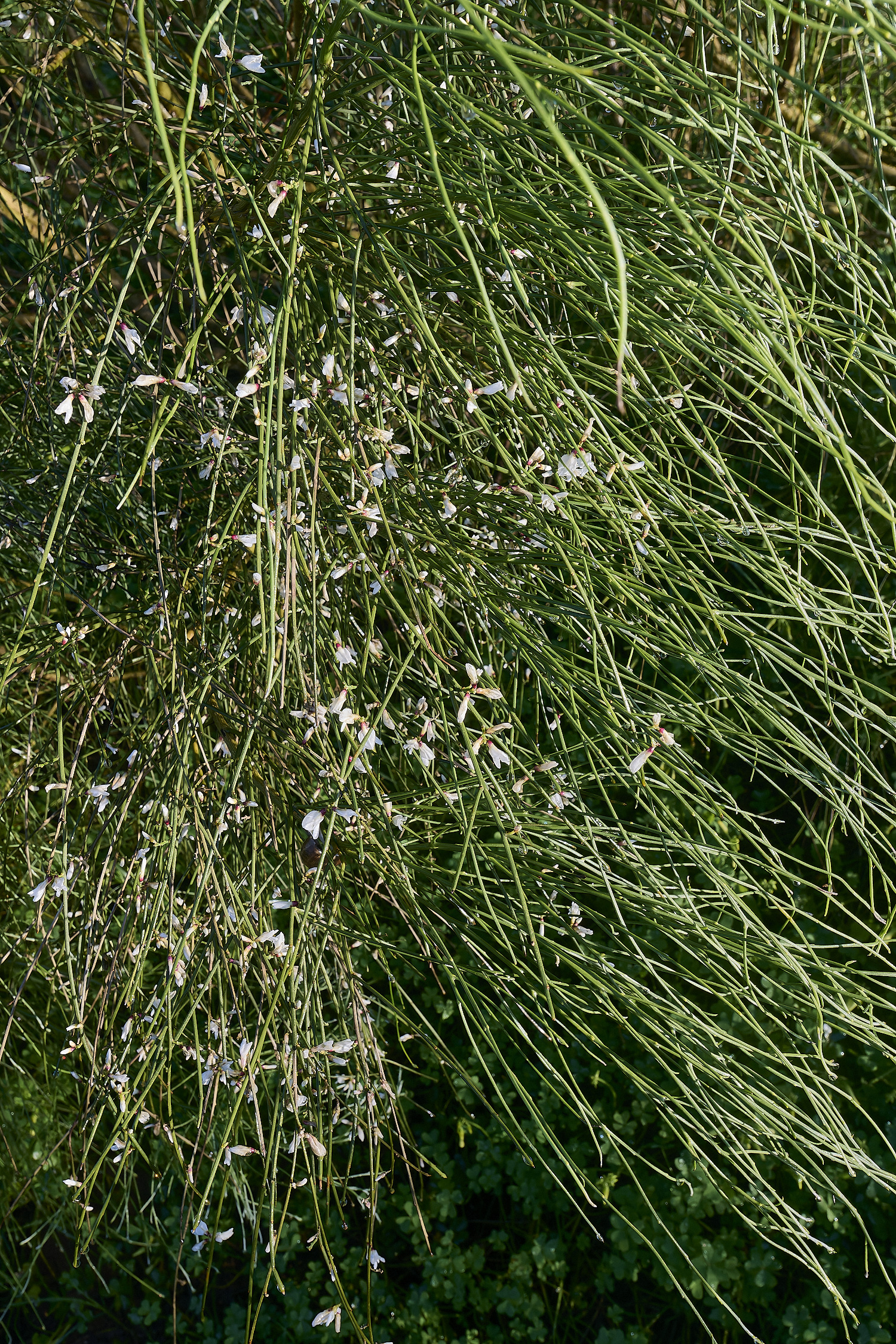 LagosDosSalgadosFlower3230325-5