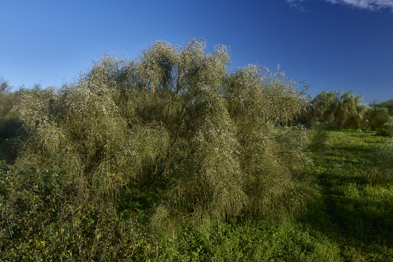 LagosDosSalgadosFlower3230325-6