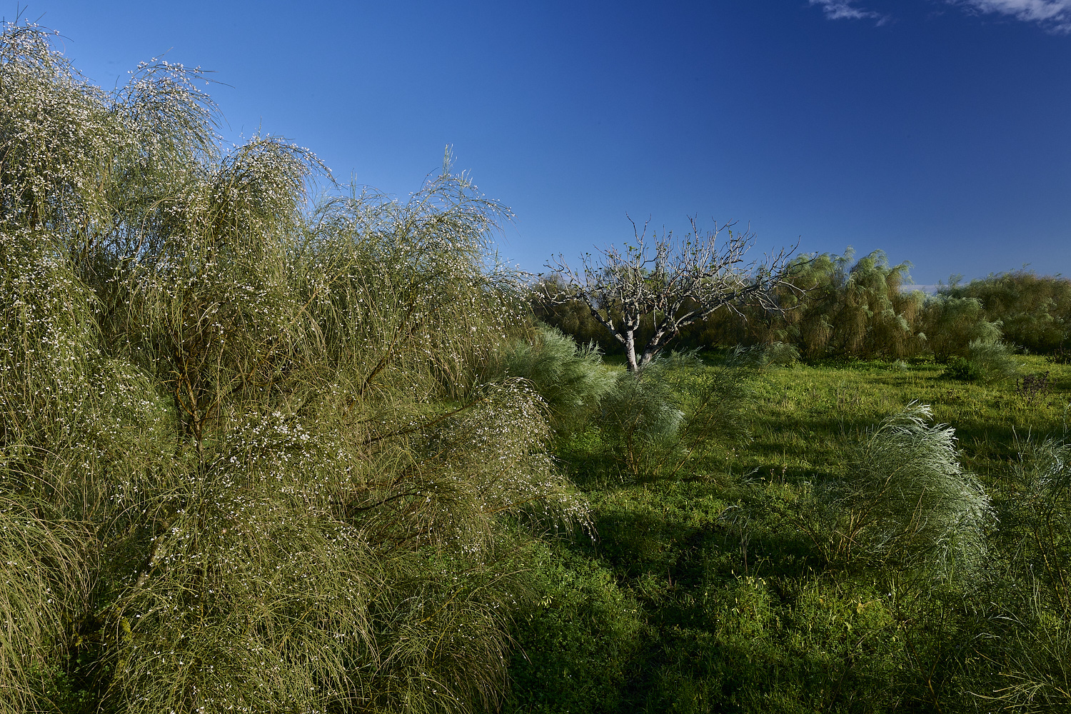 LagosDosSalgadosFlower3230325-7