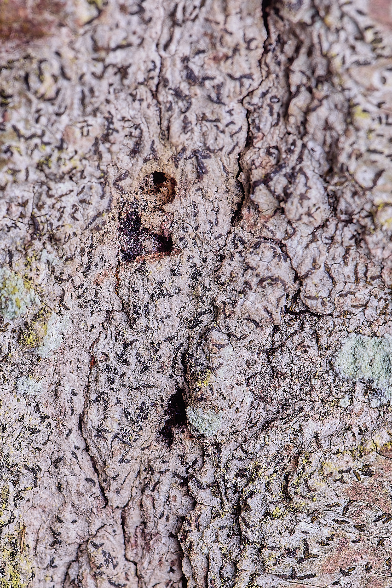 LingCommonAatra020325-1