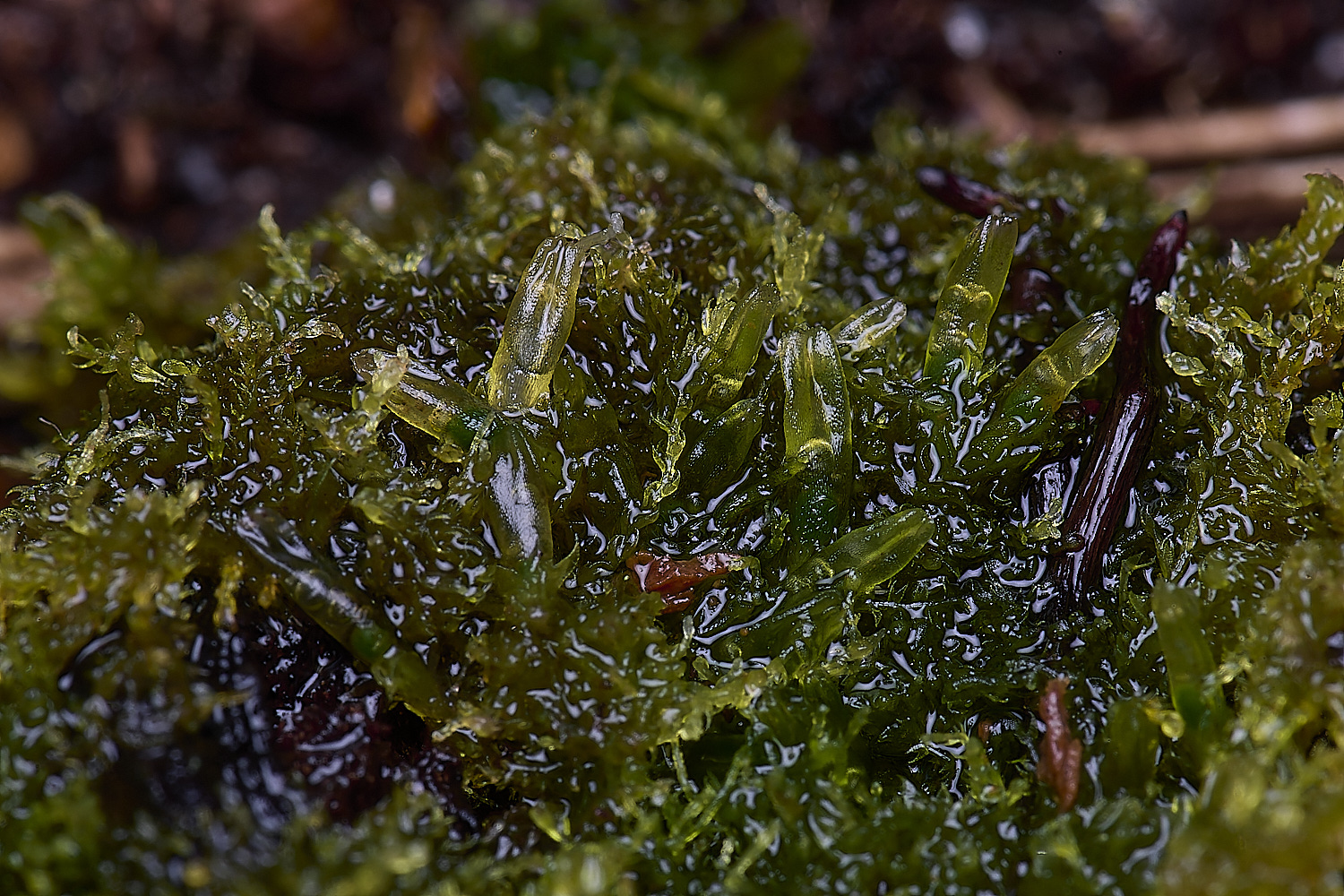 LingCommonCbicuspidata020325-1