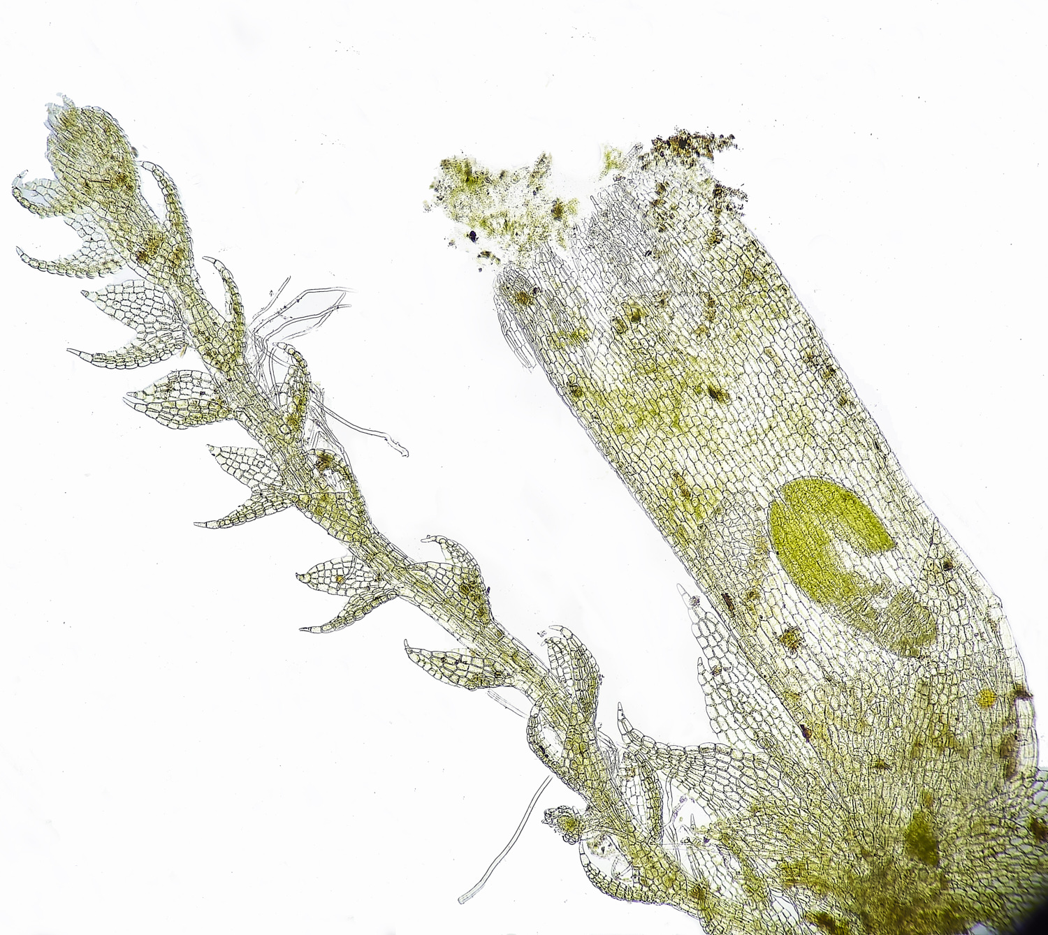 LingCommonCbicuspidata020325-2