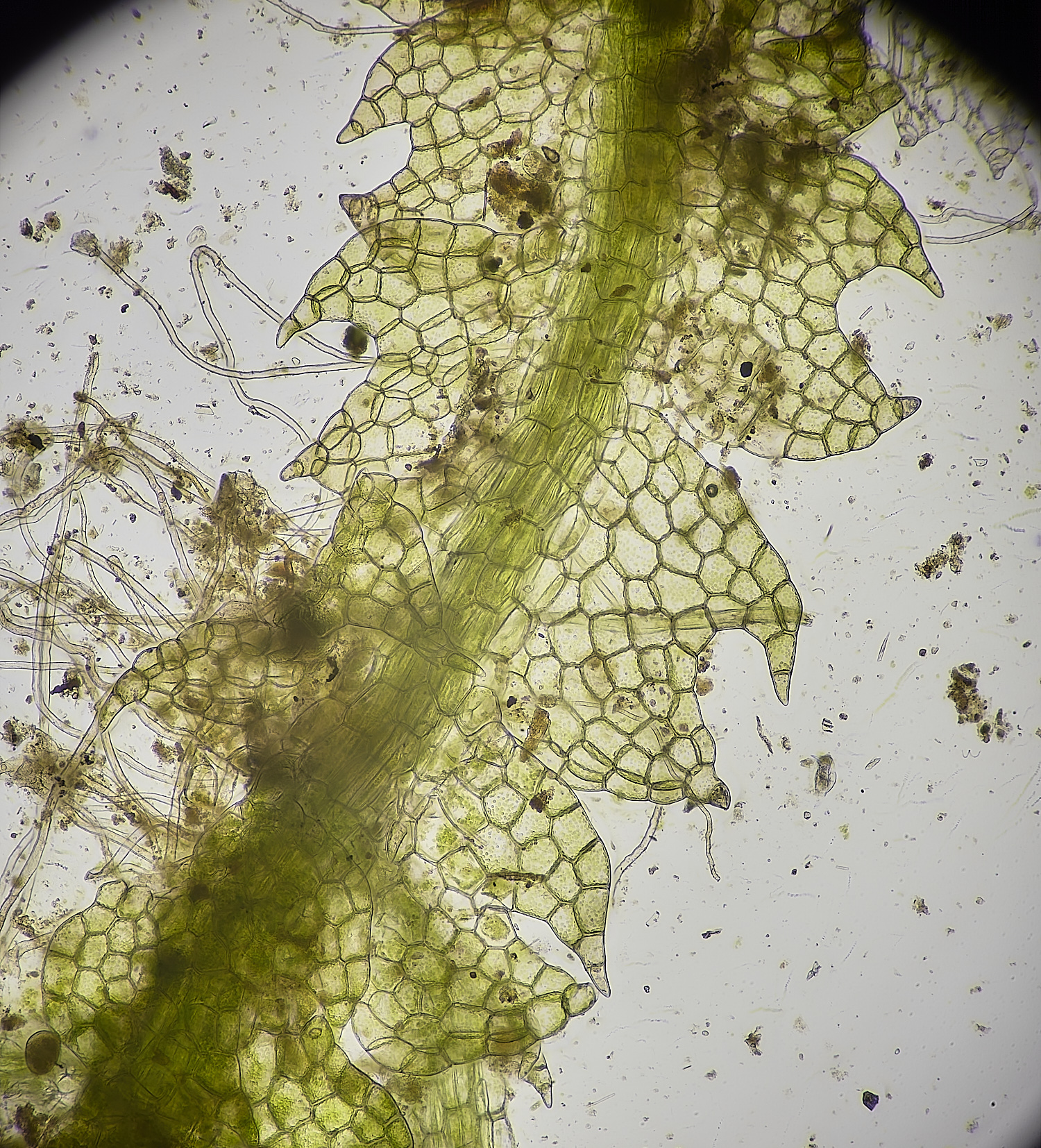 LingCommonCconnivens020325-1