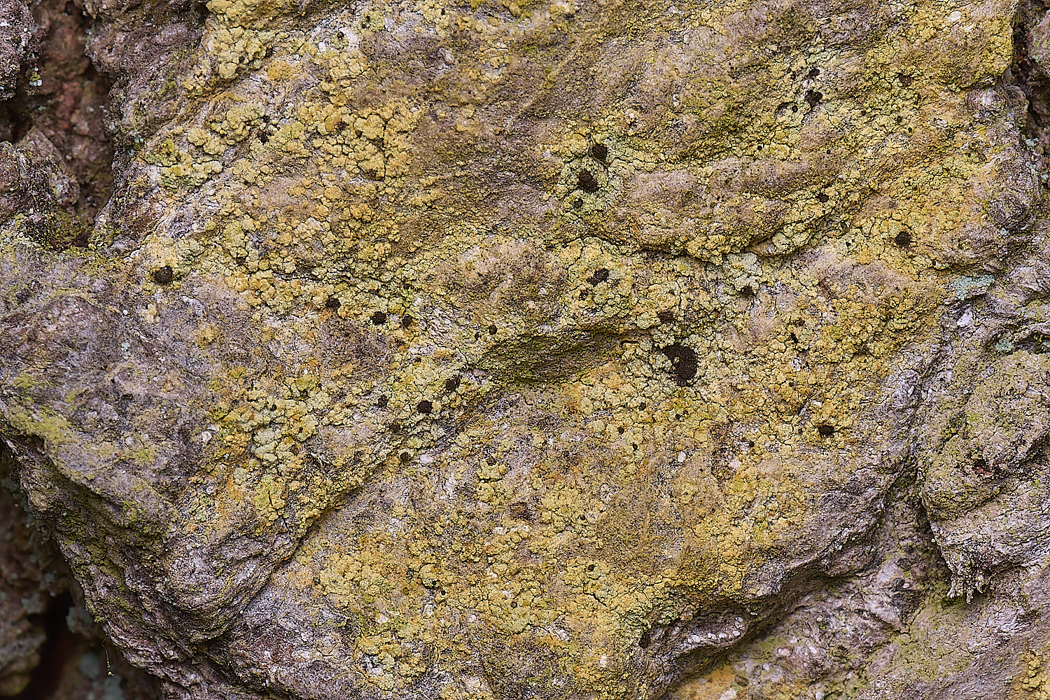 LingCommonCferruginea020325-1