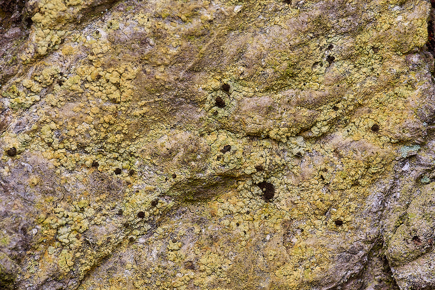 LingCommonCferruginea020325-3