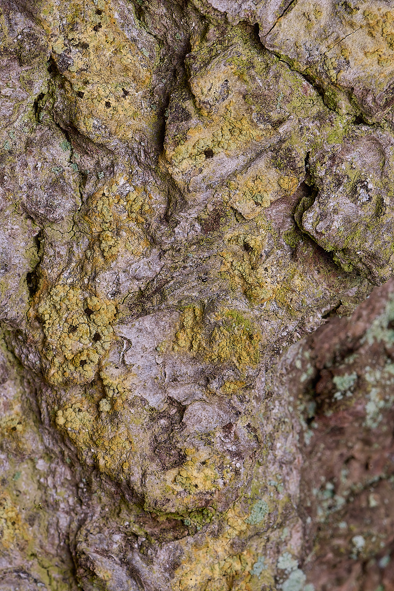 LingCommonCferruginea020325-2