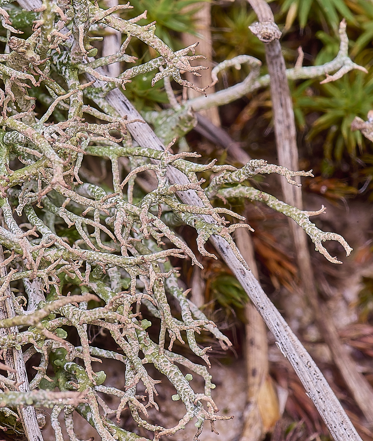 LingCommonCfuscata020325-1